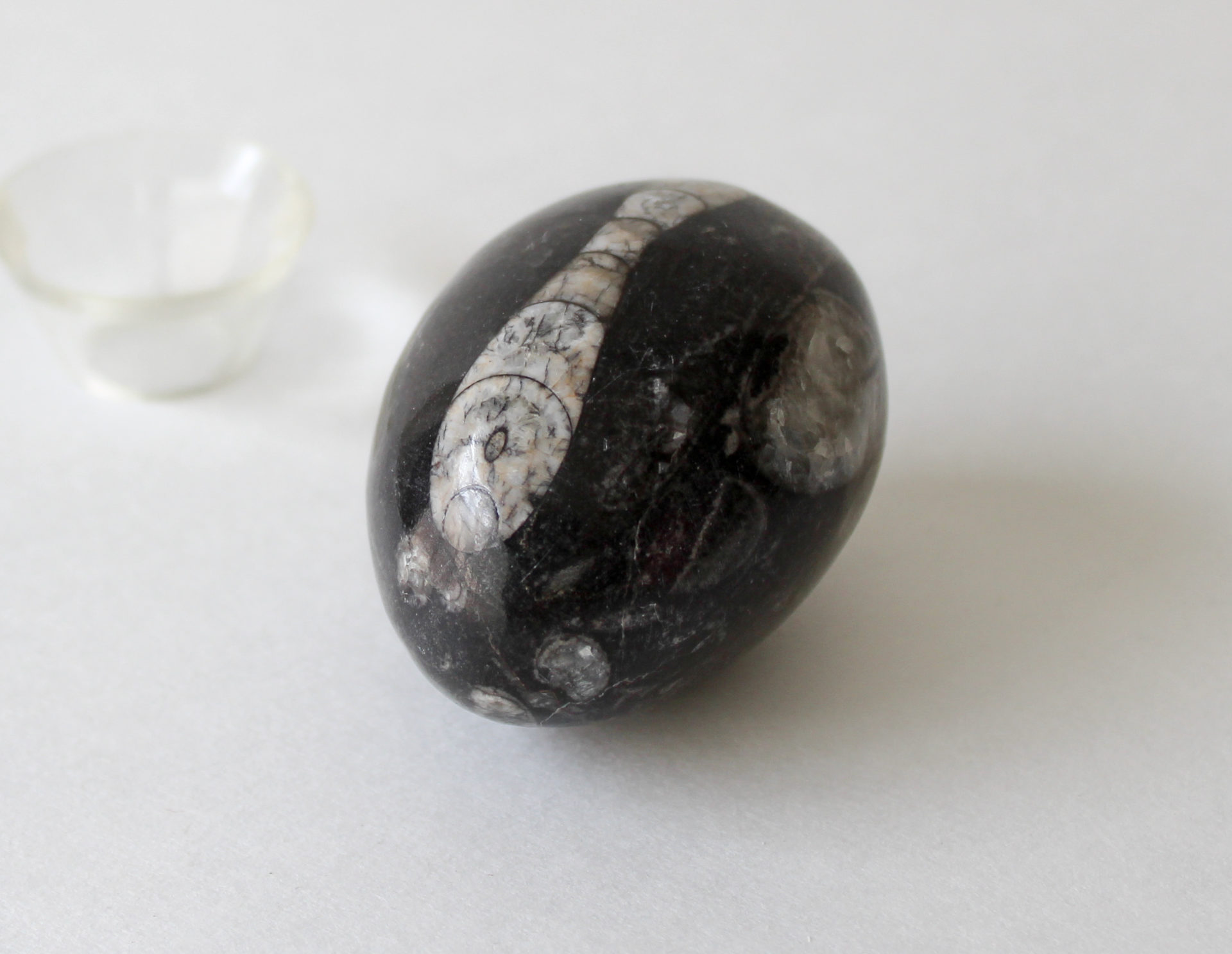 Black Fossil Stone Egg Cynthia's Attic Direct Antiques and Collectibles