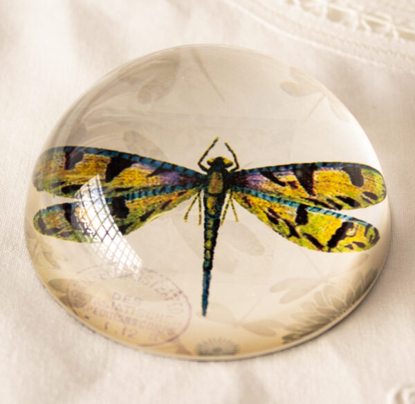 Dragonfly Paperweight Nature Under Glass