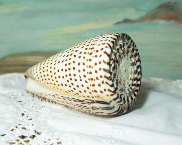 Alphabet Cone Seashell Conus Spurius Crafting Beach Decor
