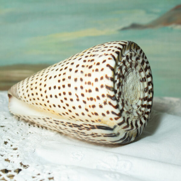 Alphabet Cone Seashell Conus Spurius Crafting Beach Decor