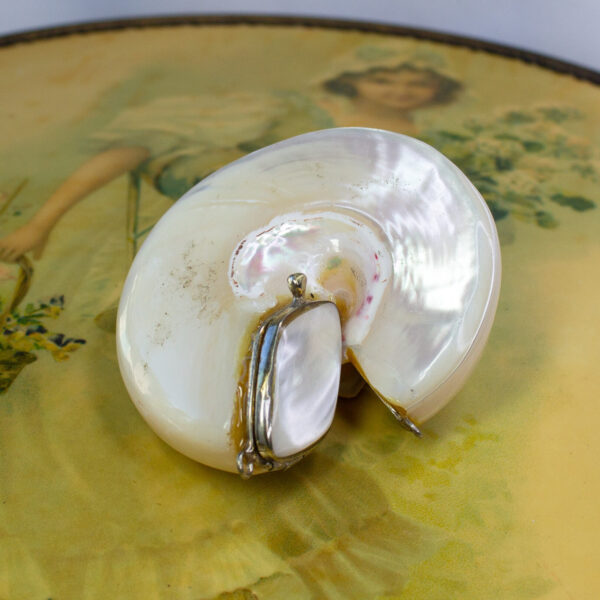 Nautilus Shell Lidded Case, Snuff Box, Pill Box